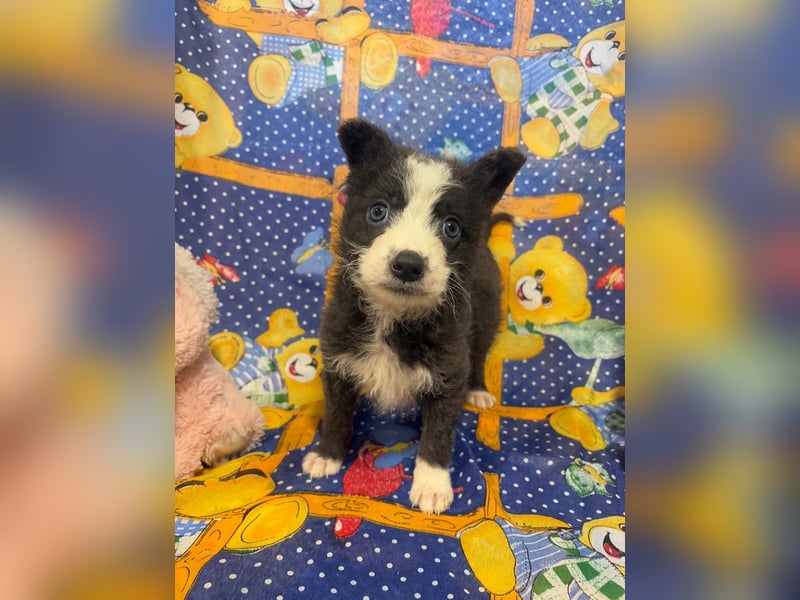 Baby Silco sucht ein warmes Bett auf Lebenszeit!