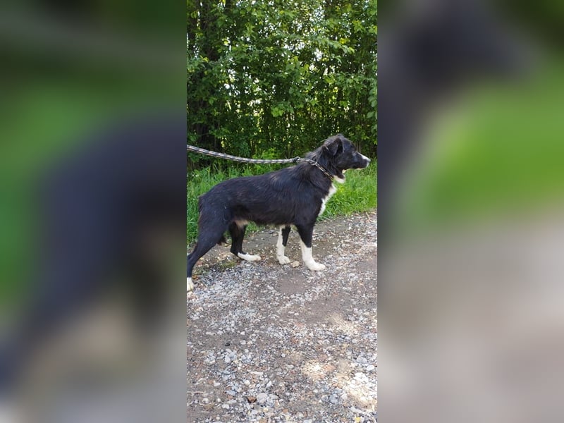 Der hübsche Boo sucht die Chance auf ein neues Leben