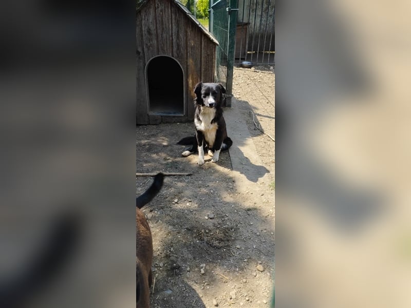 Der hübsche Boo sucht die Chance auf ein neues Leben