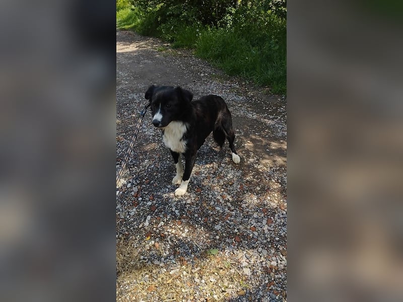 Der hübsche Boo sucht die Chance auf ein neues Leben