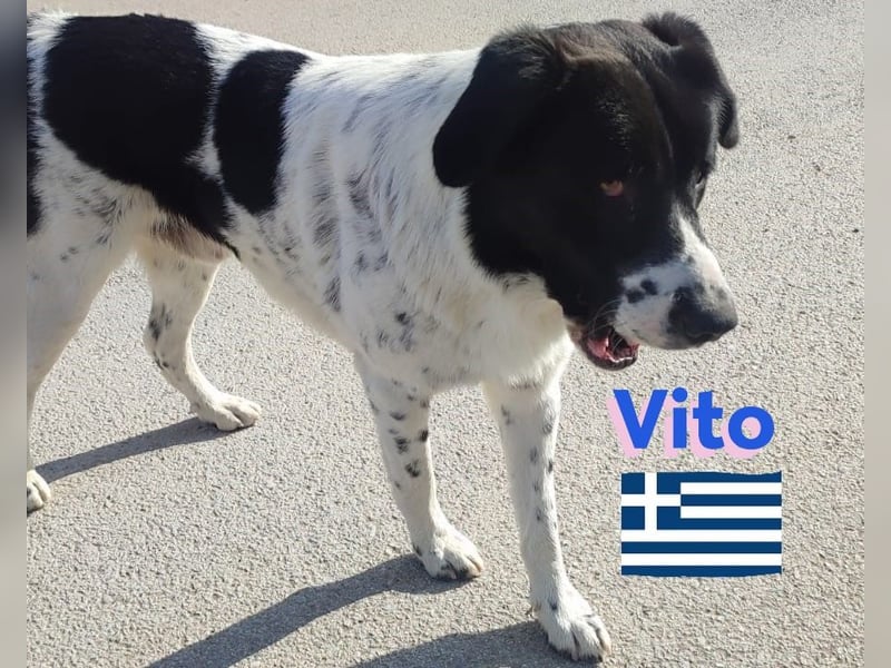 Vito, geb 08/23 - lieber sozialer Hundebub sucht seine Familie