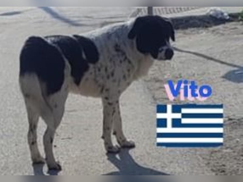 Vito, geb 08/23 - lieber sozialer Hundebub sucht seine Familie