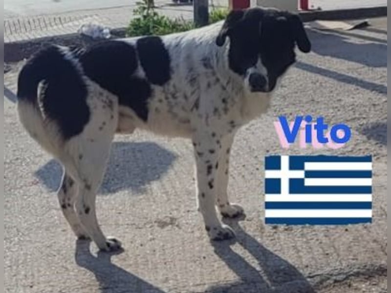 Vito, geb 08/23 - lieber sozialer Hundebub sucht seine Familie
