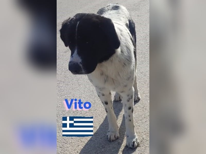 Vito, geb 08/23 - lieber sozialer Hundebub sucht seine Familie