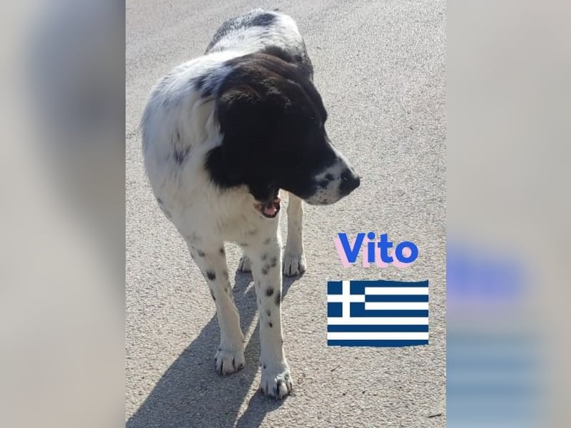 Vito, geb 08/23 - lieber sozialer Hundebub sucht seine Familie
