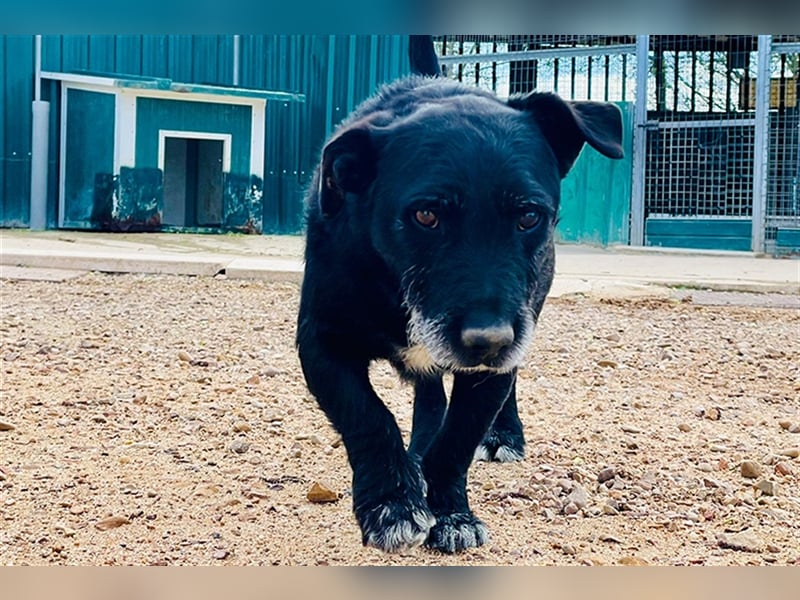 Akira (M)