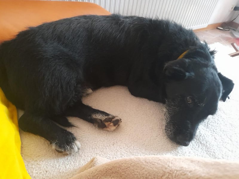 Akira (M) fröhliches Gute-Laune-Paket