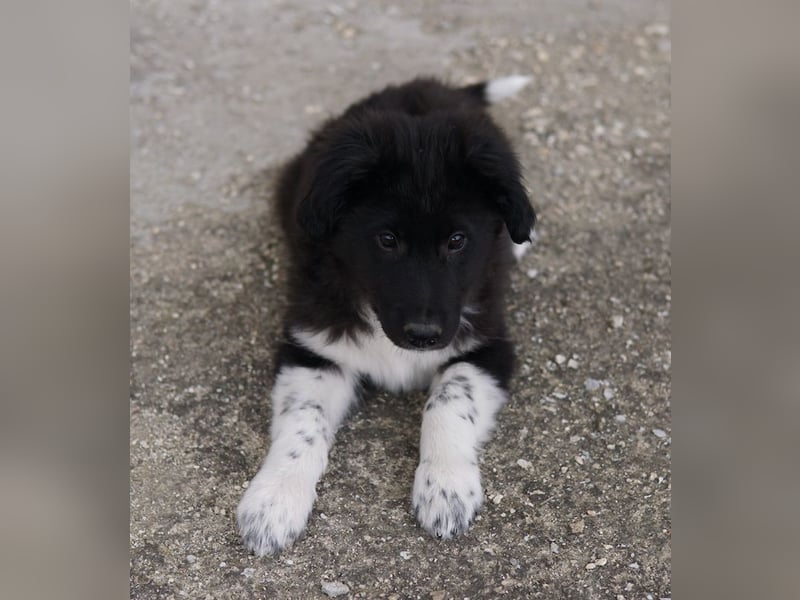 Baron, geb. ca. 12/2023, lebt in GRIECHENLAND, auf einem Gelände, auf dem die Hunde notdürftig verso