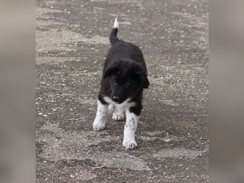 Baron, geb. ca. 12/2023, lebt in GRIECHENLAND, auf einem Gelände, auf dem die Hunde notdürftig verso