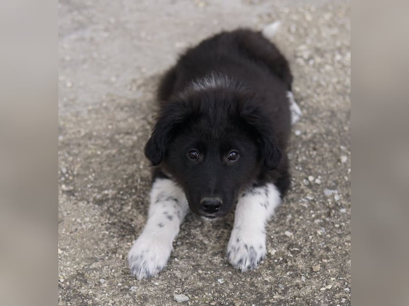 Baron, geb. ca. 12/2023, lebt in GRIECHENLAND, auf einem Gelände, auf dem die Hunde notdürftig verso