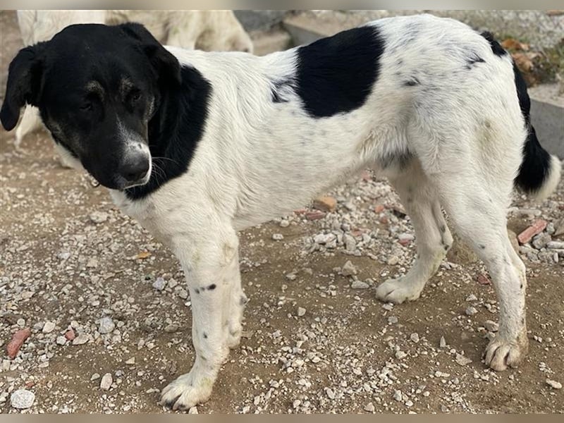 Thanio, geb. ca. 06/2020, lebt in GRIECHENLAND, im städt. Tierheim Serres