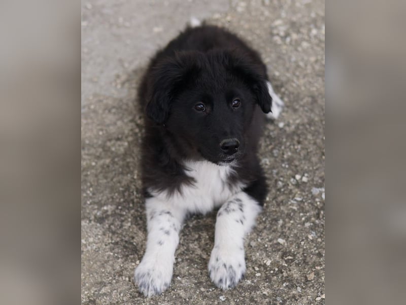 Baron, geb. ca. 12/2023, lebt in GRIECHENLAND, auf einem Gelände, auf dem die Hunde notdürftig verso