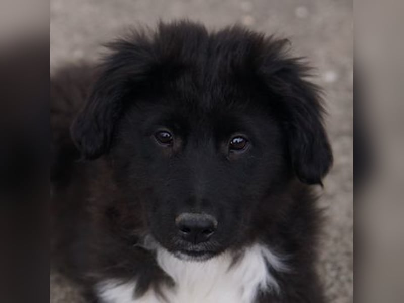Baron, geb. ca. 12/2023, lebt in GRIECHENLAND, auf einem Gelände, auf dem die Hunde notdürftig verso
