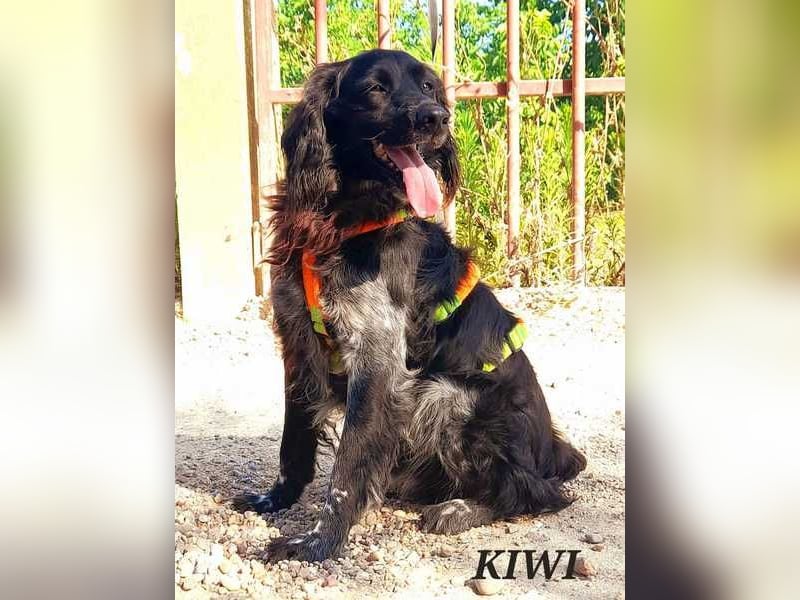 Kiwi - Der anhängliche