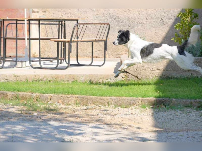  ALEX – Der sanfte Held sucht ein Zuhause 