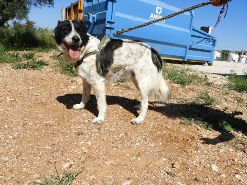  ALEX – Der sanfte Held sucht ein Zuhause 