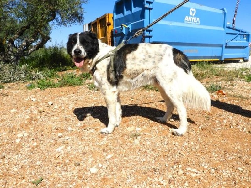  ALEX – Der sanfte Held sucht ein Zuhause 
