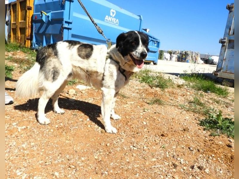  ALEX – Der sanfte Held sucht ein Zuhause 