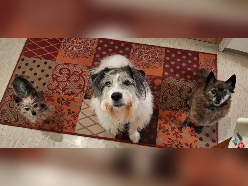 Tobi, geb. 2018, Wuschelhund sucht liebevolles Zuhause