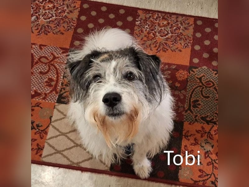 Tobi, geb. 2018, Wuschelhund sucht liebevolles Zuhause