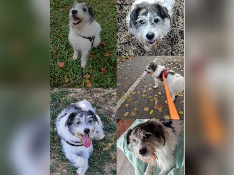Tobi, geb. 2018, Wuschelhund sucht liebevolles Zuhause