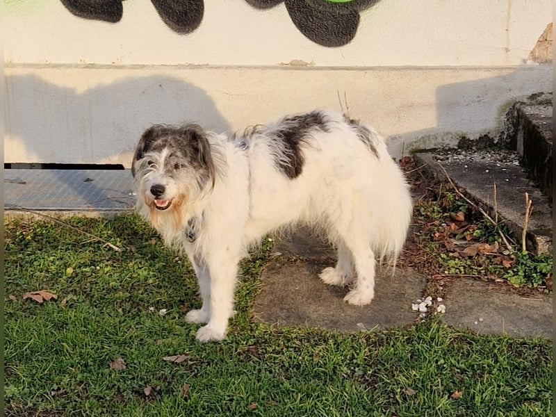 Tobi, geb. 2018, Wuschelhund sucht liebevolles Zuhause