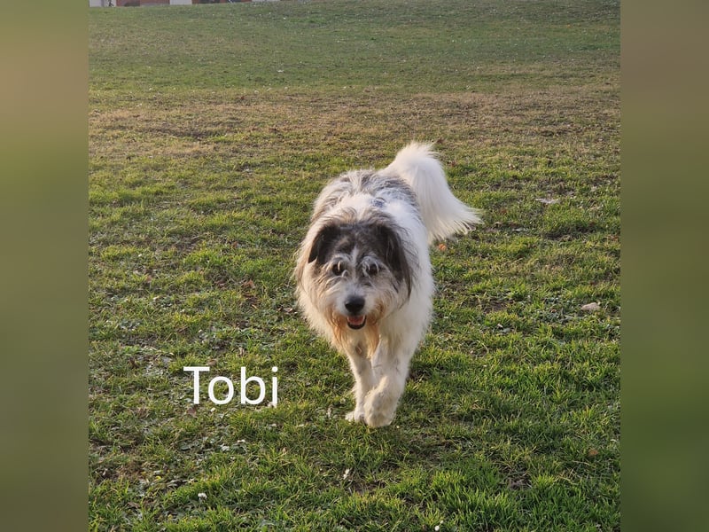 Tobi, geb. 2018, Wuschelhund sucht liebevolles Zuhause