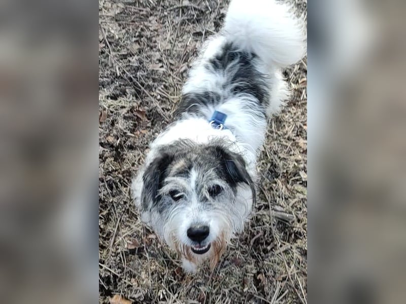 Tobi, geb. 2018, Wuschelhund sucht liebevolles Zuhause