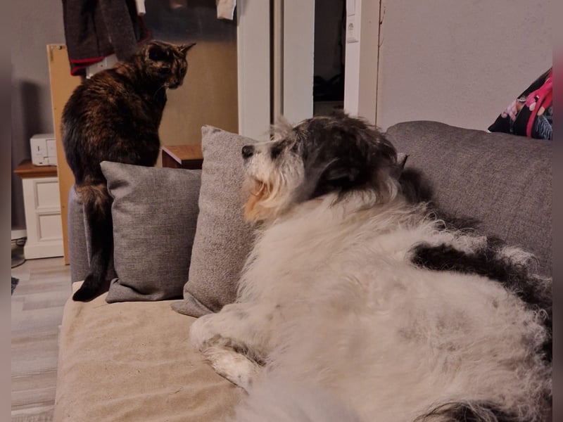 Tobi, geb. 2018, Wuschelhund sucht liebevolles Zuhause