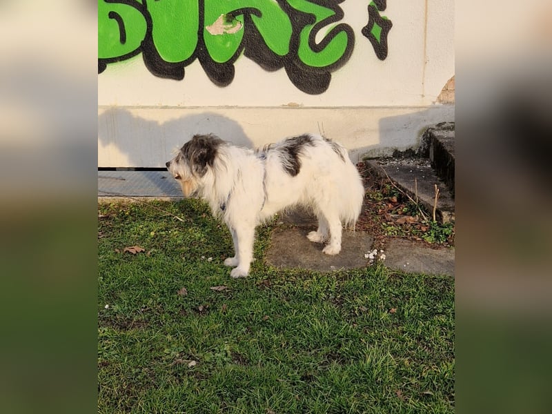 Tobi, geb. 2018, Wuschelhund sucht liebevolles Zuhause
