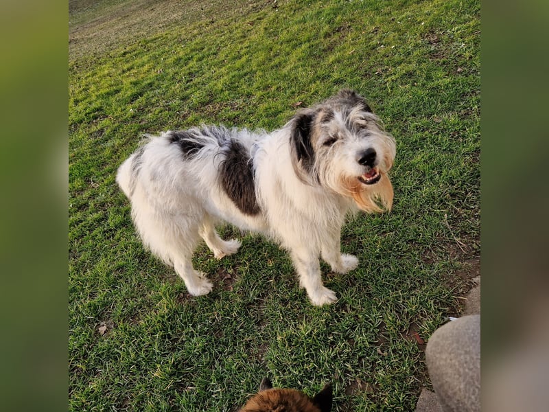 Tobi, geb. 2018, Wuschelhund sucht liebevolles Zuhause