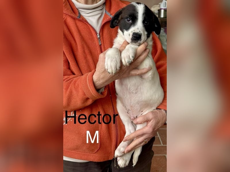 Hector - sagt "Hallihallo!"