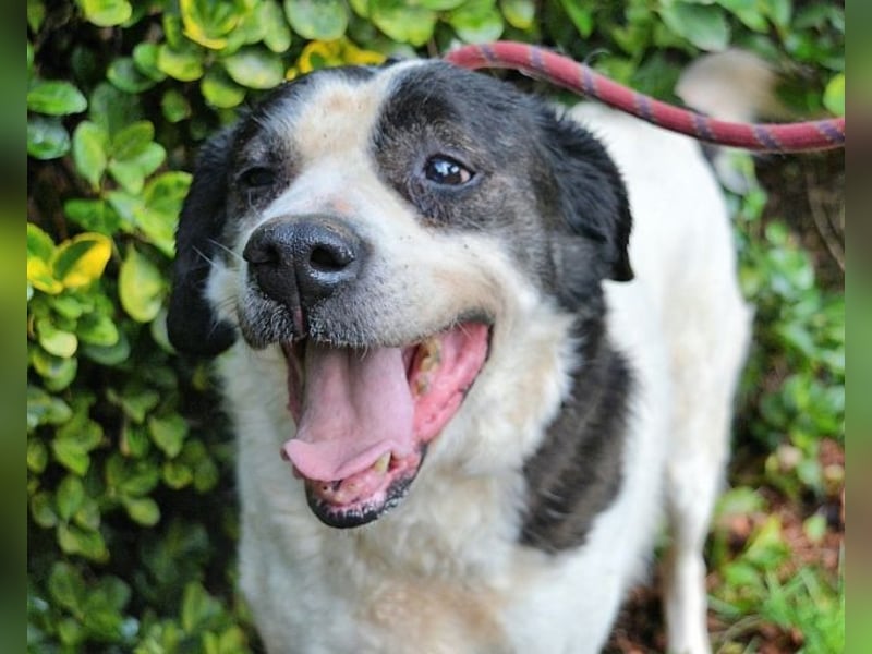 Poldino -Talent zum Seelenhund