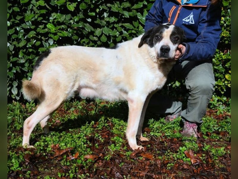 Poldino -Talent zum Seelenhund