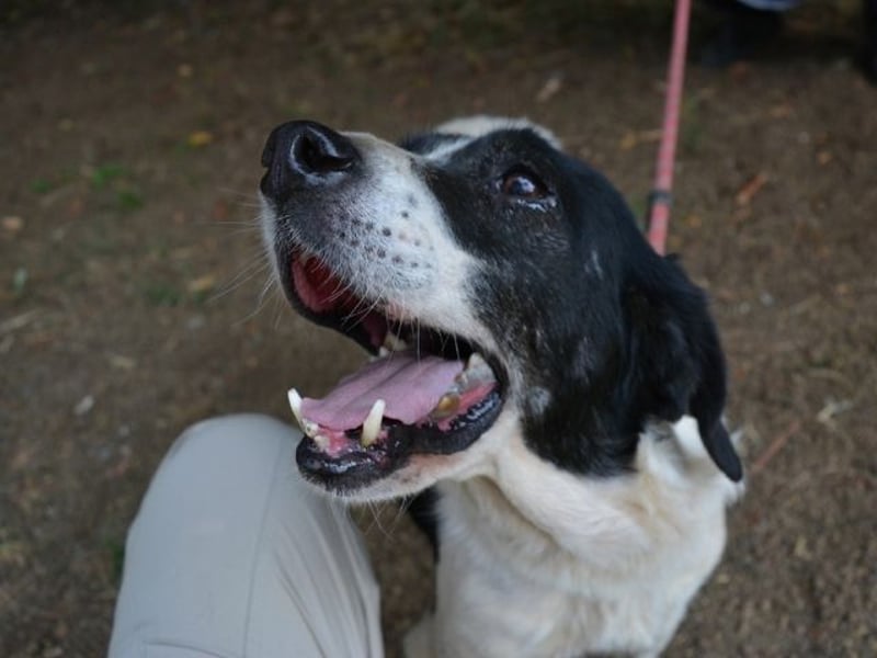 Bierenike - Traumhund sucht bessere Zukunft