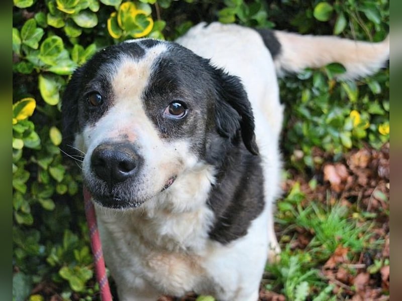 Poldino -Talent zum Seelenhund