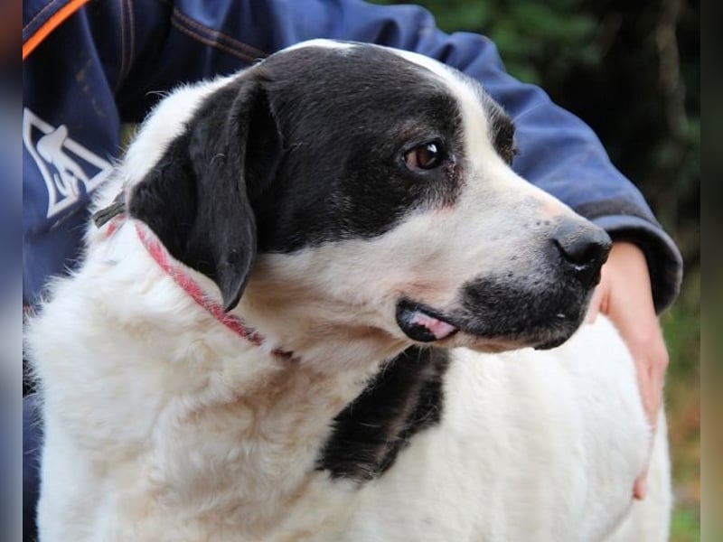 Poldino -Talent zum Seelenhund