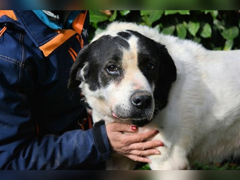 Poldino -Talent zum Seelenhund