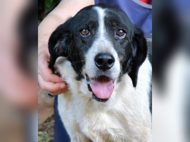 Bierenike - Traumhund sucht bessere Zukunft
