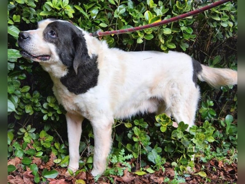 Poldino -Talent zum Seelenhund