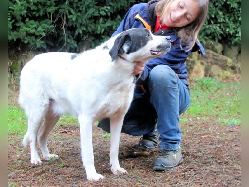 Poldino -Talent zum Seelenhund