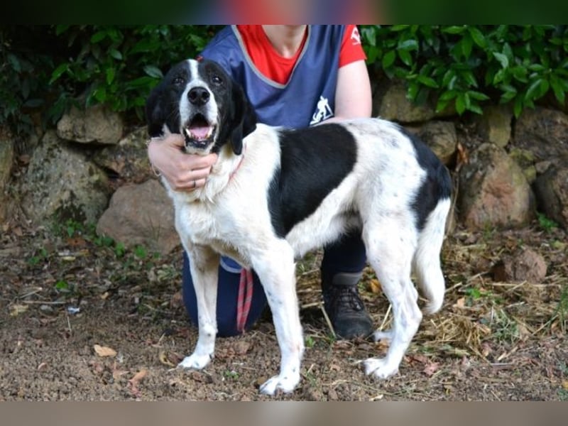 Bierenike - Traumhund sucht bessere Zukunft