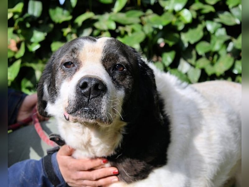 Poldino -Talent zum Seelenhund