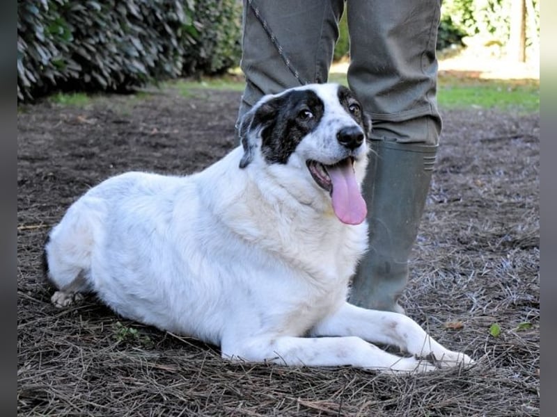 Archie - Die Hoffnung stirbt zuletzt