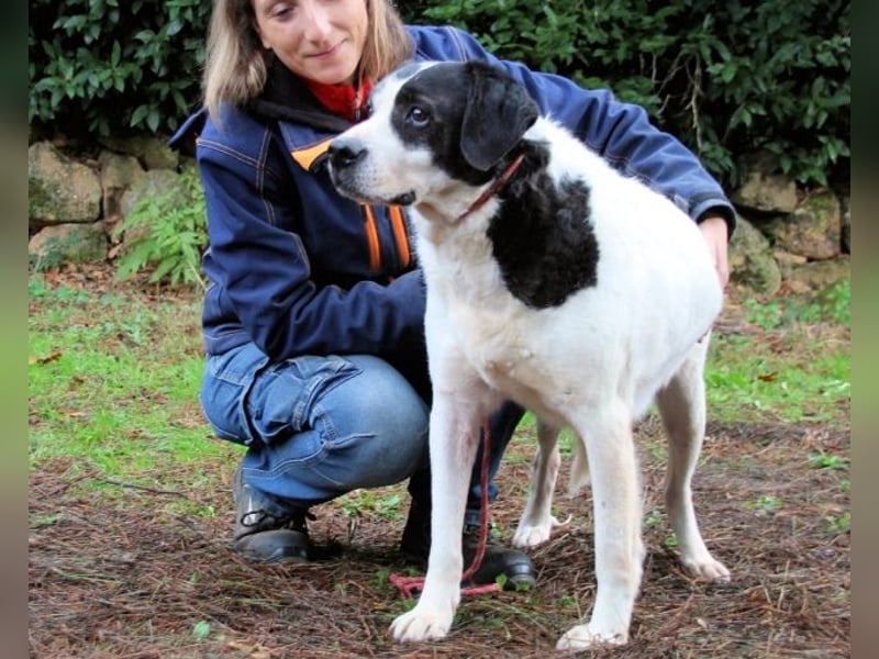 Poldino -Talent zum Seelenhund