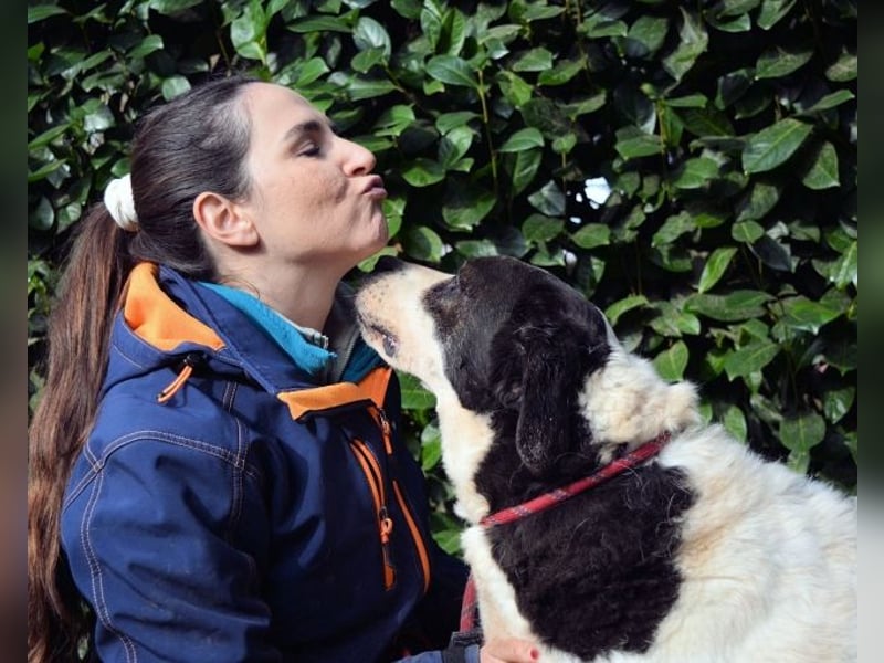Poldino -Talent zum Seelenhund