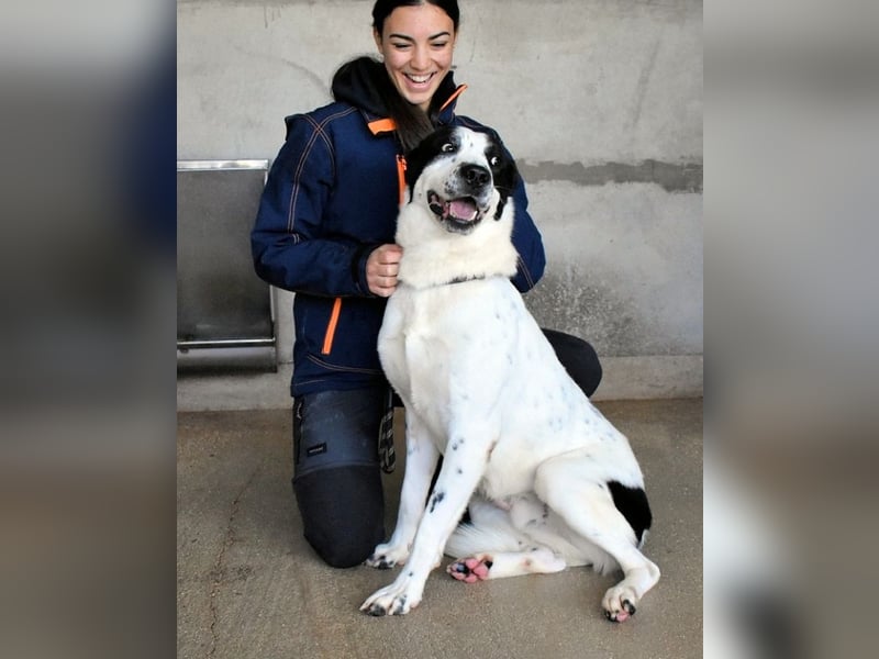 Maddux - Freundlicher Jungspund sucht Spielwiese