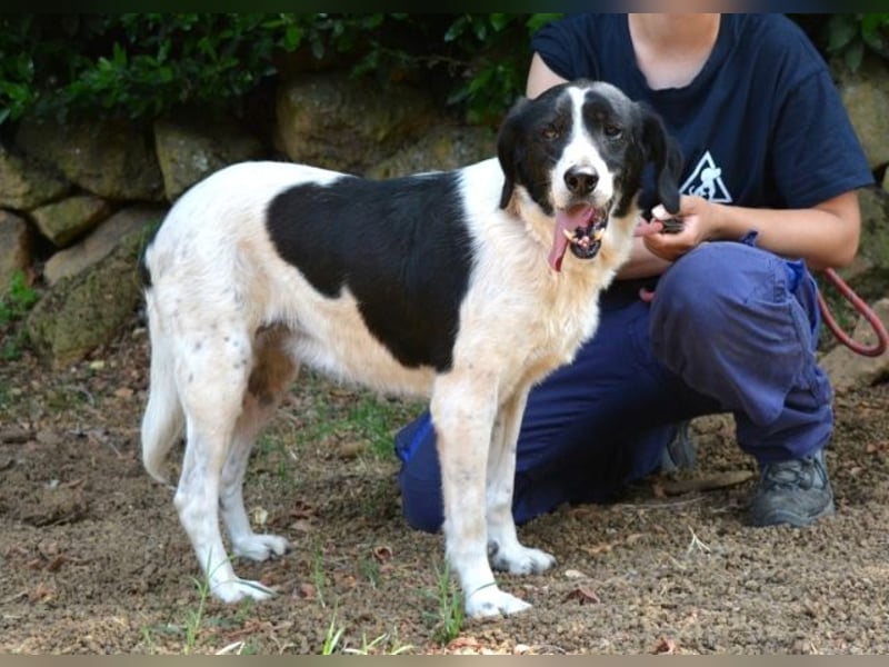 Bierenike - Traumhund sucht bessere Zukunft