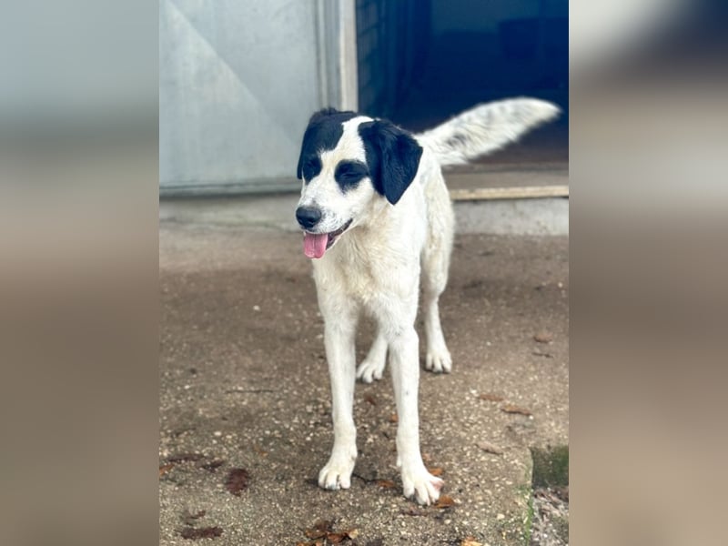 Monty - sucht sein Glück