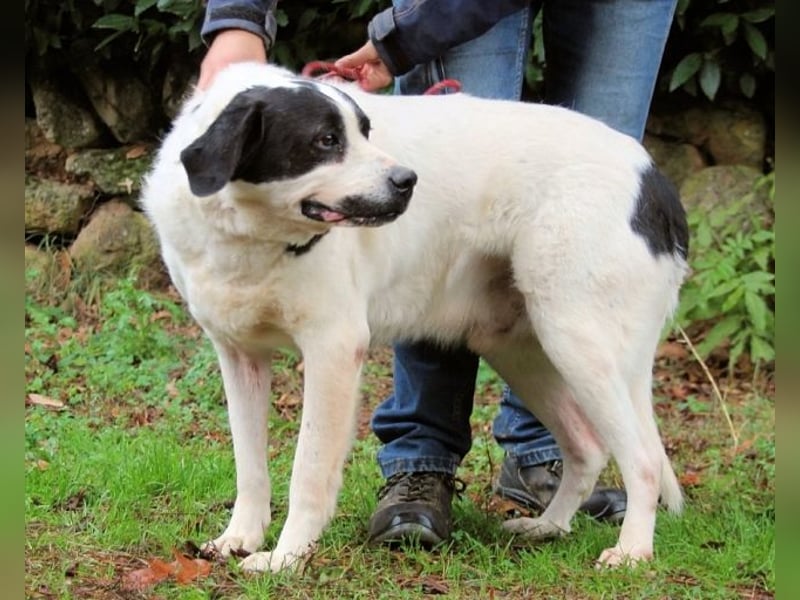 Poldino -Talent zum Seelenhund
